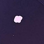 purple dot