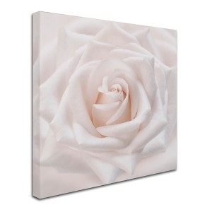 Trademark Fine Art -Cora Niele 'Soft White Rose' Canvas Art - 1 of 3