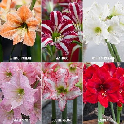 Exotic Amaryllis For Collectors Set of 6 bulbs - Van Zyverden