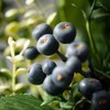 Sullivans 5" Artificial Green Leaf Blueberry Orb - 2 of 2