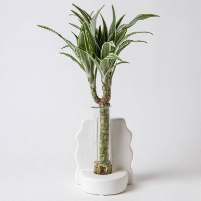 Savvy White - Good Little Garden™