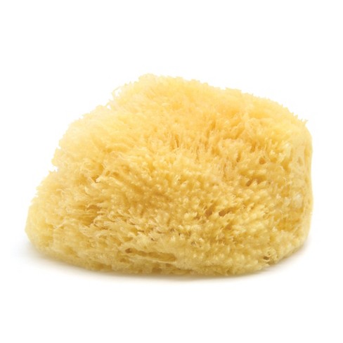 Neptune Caribbean Sea Sponge, Approx. 8