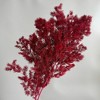 Alilang Decorative Dried Fine Leaf Stems for Home Decoration and Floral Arrangements, 17.7 Inches - 2 of 3