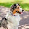 Country Brook Petz 1 1/2 Inch Premium Dog Collar Spring Collection - 3 of 4