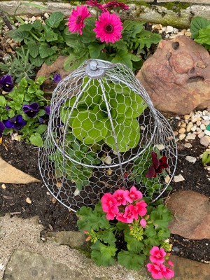 Gardener’s Supply Company Sturdy Chicken Wire Cloche Plant Protector ...