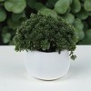 Unique Bargains Artificial Plants Fake Plants Plastic Green 3.86"x3.86"x9.84" 1 Pc - 2 of 4