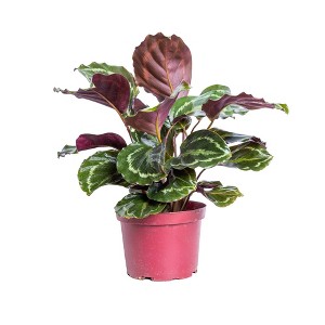 Live 6" Calathea Medallion Houseplant in Grower Pot - 1 of 3
