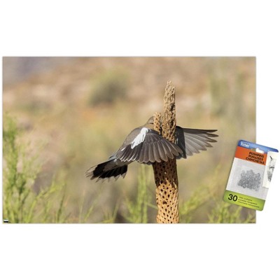 clear push pins bundle