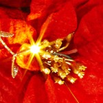 red-gold