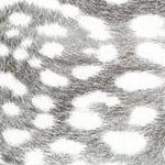 leopard monochrome
