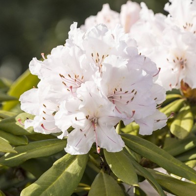 1gal Encore Lily Azalea Plant with White Blooms - National Plant Network