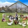 Large Metal Chicken Coop, Chicken Coop Run, Outdoor Chicken Pen with Waterproof & Anti-UV Cover, Large Chicken Coop or Outdoor Farm Yard - 3 of 4