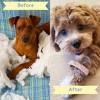 Sweet Paws Silicone Teether for Dogs and Cats - Glacier - 4 of 4