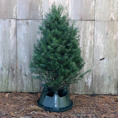 Live Douglas Fir Fresh Cut Table Top Christmas Tree - National Plant Network