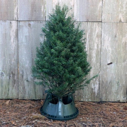 Live Douglas Fir Fresh Cut Table Top Christmas Tree Cottage Hill