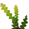3pc Zig Zag Cactus - National Plant Network: Easy Care, Fishbone Philodendron, 4" Nursery Pot - 2 of 3