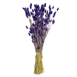 Vickerman 26" Dried Phalaris Bunch, 7 oz - 1 of 3