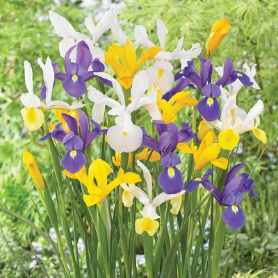 Dutch Iris Mixed Set of 25 Bulbs - Van Zyverden