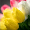 Sullivans Artificial Springtime Blooming Tulip Bush Set of 3, 13.5"H Multicolored - 2 of 3