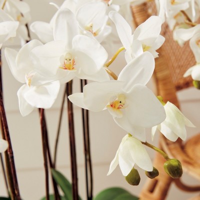 White Phalaenopsis Orchid in Moss Pot, 36" Tall