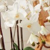 Plum & Post Phalaenopsis Orchid Faux (Fake) Drop-In 36" - 4 of 4