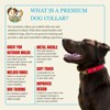 Country Brook Petz Premium Nylon Dog Collar with Metal Buckle for Small Medium Large Breeds - Vibrant 30+ Color Selection - 3 of 4