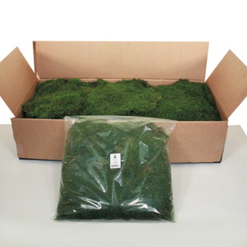 Preserved Reindeer Moss Box - Terrain