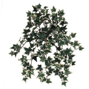 Floral Home 13" Green & White Mini Variegated Ivy Bush with 176 Leaves - 1-Piece - 1 of 2