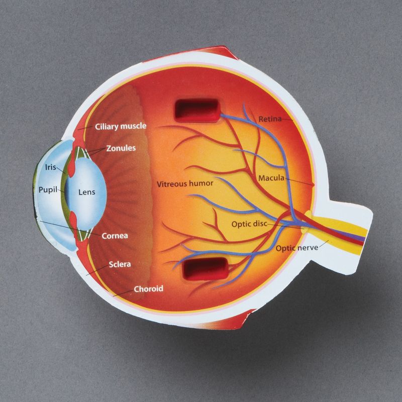 Learning Resources Cross-Section Eye Model, Ages 5+, 2 of 6