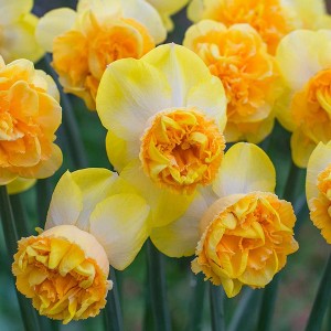 8ct Daffodils Art Perfume Bulbs - Van Zyverden - 1 of 4