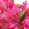 DR.Planzen UV Resistant 6-7FT Pre Potted Artificial Bougainvillea Red Flowers Tree with White Tall Planter for Indoor Outdoor Home Decor - 3 of 4