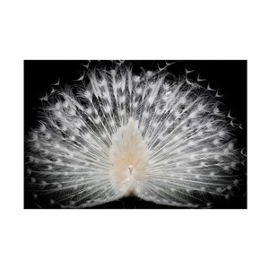 Trademark Fine Art -Pino Liddi 'White Peacock Portrait' Canvas Art - 1 of 4