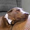Pavilion Gift Company - White Checkered - 6" x 3" Canvas Pet Bow Tie - Pet Toy - 2 of 3