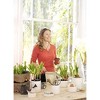 Portmeirion Sophie Conran Flower Pot, 7 Inch Fine Porcelain Indoor Planter, Decorative Plant Container, Dishwasher Safe Home Accent - 2 of 4