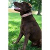 Country Brook Petz Martingale Dog Collar - Animal Prints Collection - 3 of 4