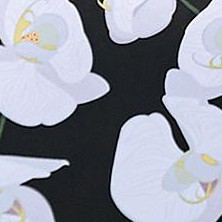 black and white flowers