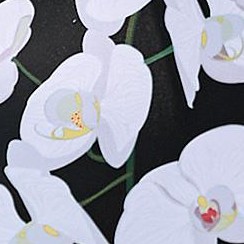 black and white flowers