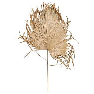 68" x 18" Dried Palm Fan Leaf Stem - Storied Home
