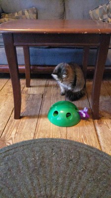 Pop and play cat toy outlet reviews