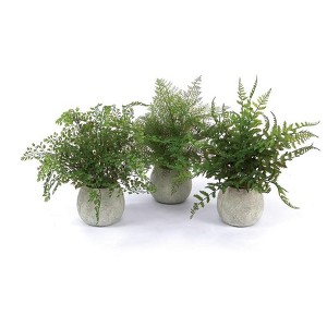 Potted Fern Plant in Grey Pot (Set of 3) - 1 of 3