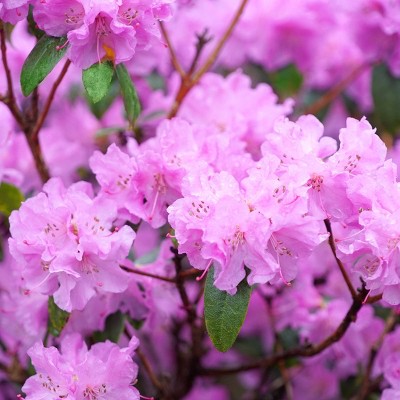 2.5 Quart Purple Blooming Elsie Lee Azalea Perennial Shrub