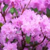 2.5qt Elsie Lee Azalea Plant with Purple Blooms - National Plant Network: Perennial Shrub, Partial Shade, Live Garden Addition - 3 of 4