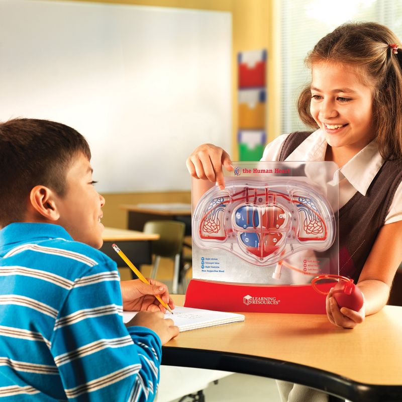 Learning Resources Pumping Heart Model, Science Model, Ages 8+, 2 of 5