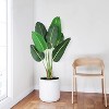 Artificial Tree Artificial Plant with Trunks Fake Tree - Faux Plants Fake Banana Tree Plant with Pot Artificial Trees for Home Decor Indoor Outdoor - 2 of 4