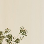 distressed cream white