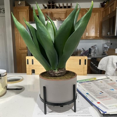 14+ Agave Potted Plant