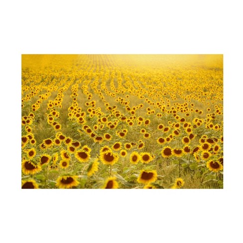 Trademark Fine Art - Carrie Ann Grippopike Sea Of Sunflowers Canvas Art ...