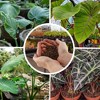 Soil Sunrise Elephant Ear Potting Soil Mix, Colocasia Esculenta Potted Plant Blend - 4 of 4