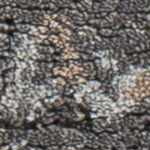 black, charcoal, cream, gray, tan, dark red