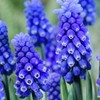 25ct Muscari Dark Eyes Blue Bulbs - Van Zyverden - 3 of 4